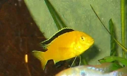 In this picture, you can see my (dominant) male, which can be identified by a generally more intense coloring of the fins.
