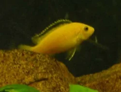 Another picture of the dominant male.
