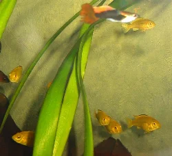 From my first brood, 7 have grown up - here they are seen as juveniles.
