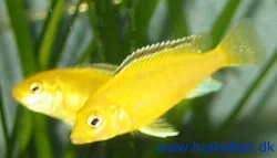 Here is the 3rd generation of my Goldens. Unfortunately, I no longer have the grandparents.
