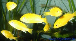 A selection of Golden fry. The second generation of my Goldens is very productive.
