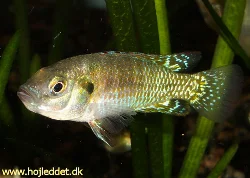 My newly purchased male *Pseudocrenilabrus multicolor*.