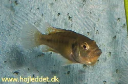 The female carrying eggs; they can be glimpsed through the skin on the throat.