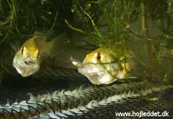 The mother gathering one of the fry back to safety.