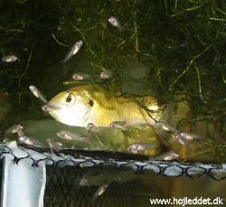 The female surrounded by her free-swimming fry.