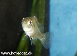 One of my sub-adult juveniles during grow-out.