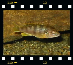 A Labidochromis sp. "perlmutt" female is seen here.