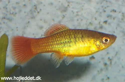 Min indkøbte indianerplatyhun, taget med mit Optio 5Si.
