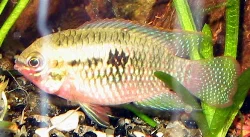 Laetacara dorsigera male