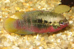 When the male is showing off, he becomes really beautiful as it can be seen in the picture.
