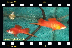 Two Swordtail males - you will often see quite a bit of fighting when having 2 or more males in the same tank.
