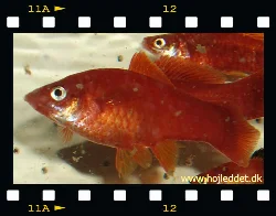 Two Swordtail females.
