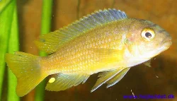 One of the three males - one of my better pictures.
