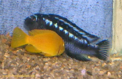 With the eggs in her mouth, she nudges the male's belly, after which he releases his sperm, which the female takes into her mouth - 3/3.
