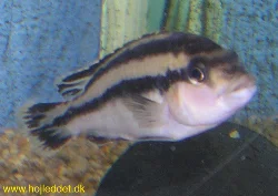 Her endnu et billede af en Melanochromis parallelus hun.
