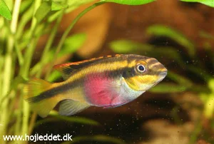 My latest photo of one of my Kribensis females, taken with my Canon EOS 350D.