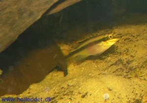 My female in front of the cave where the pair laid eggs.