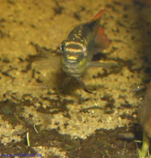 The male guarding the fry while they search for food.
