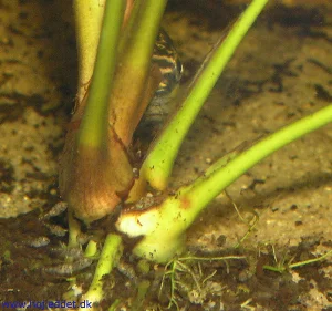 Here the fry are more visible while the father is "hidden" behind the plant.