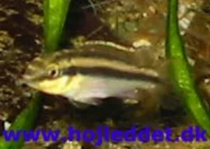 A less-than-perfect photo of the Kribensis.