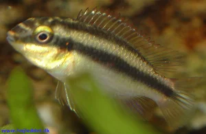 Unfortunately, a Vallisneria leaf is in the way, otherwise, this would be a fairly good photo.