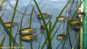 This photo shows all 10 of my Congo Tetras.