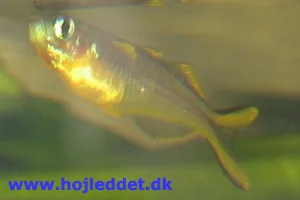 The male is very striking with the yellow and black colors.