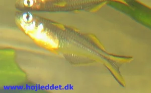 My images of *P. furcatus* do not show the impressive fins.