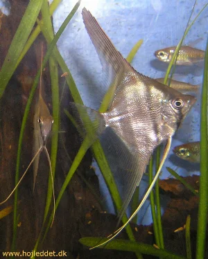 Here is the first picture of my new angelfish, Rio Manacapuru or 'Red shoulder'.
