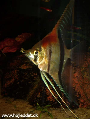 After some time, my "Red shoulder" angelfish reached a size where my guppies were no longer safe. When I discovered it, there was only one male left - however, it is not the one you can see in the mouth of the angelfish here. 
