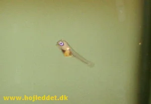 8 days old Red back scalare fry - it has just become free-swimming.
