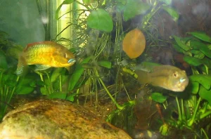 Adult pair of *P. philander philander* – the female is carrying eggs.