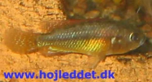 A young male from the second brood beginning to show its colors.