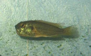 One of my juveniles already carrying eggs.