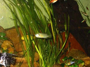 Pseudocrenilabrus philander philander