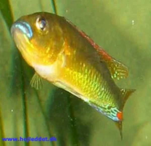 My original male, clearly showing the beautiful colors of the species.