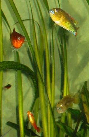 The adult pair again; the female is pregnant once more.