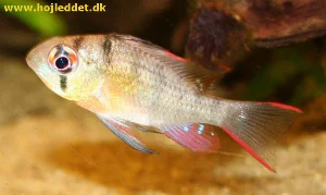 To be translated: Jeg tror dette er en han, men det er svært at se forskel før de er udvoksede. Taget med mit Canon EOS 350D.
