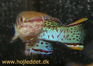 Hannen forfra igen - læg mærke til den flotte hale.