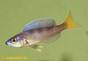 A beautiful male with a yellow caudal fin and neon blue dorsal fin.