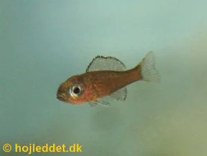 One of my few fry from the first brood.