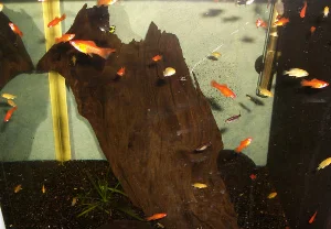 The female Swordtail is very productive, I think the first batch was close to 100 fry.
