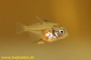 31 days old Red back scalare fry.
