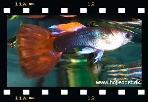 Half-blue guppy with triangle tail from my own breeding.