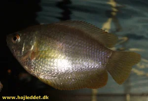 My female Dwarf Gourami - a rather subtle fish in terms of color.