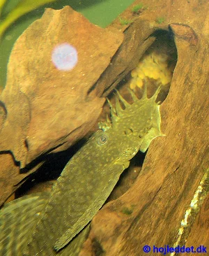 Here you can see an ancistrus male with his fry - almost just hatched