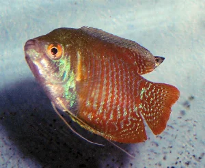My male Dwarf Gourami - a very attractive fish that can easily be kept in a community tank.