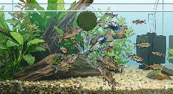 Graphic showing feeding with catfish pills pressed onto the glass